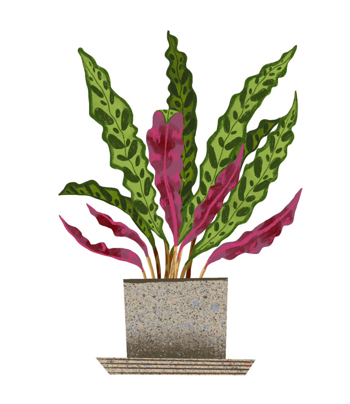 Calathea Rattlesnake Plant Care Guide